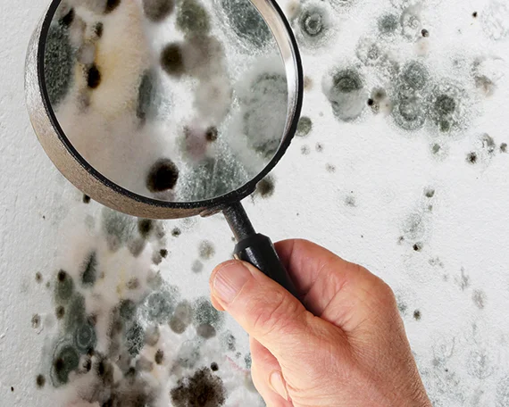 Mold Testing Specialists Near Me
