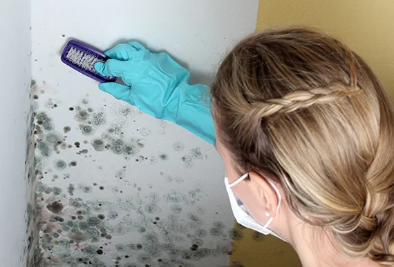 Mold detection and removal services in Providence