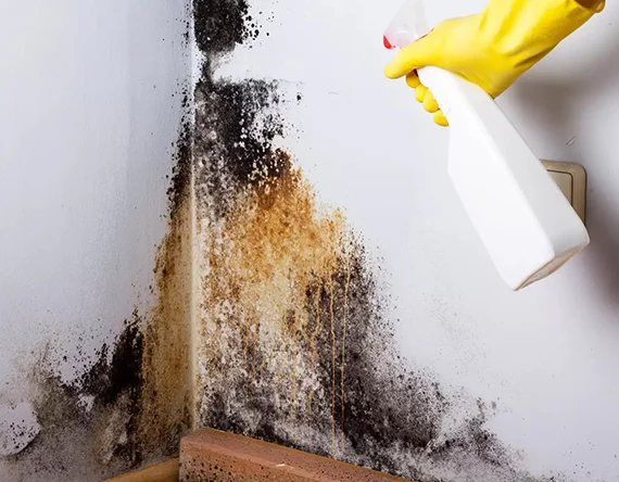 Residential Mold Removal Services in Cranston